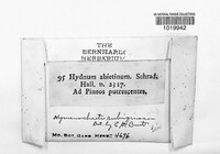 Phaeoclavulina abietina image